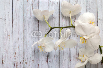 Flowers of white orchids