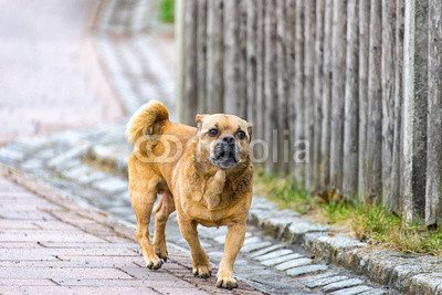 Little brown pug mixed dog on the walkway