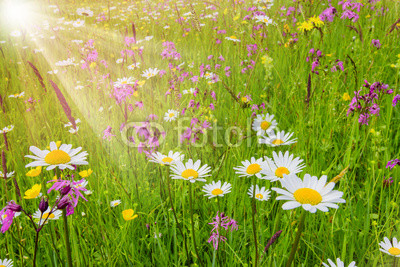 Bunte Blumenwiese im Frühling und Sonnenstrahlen