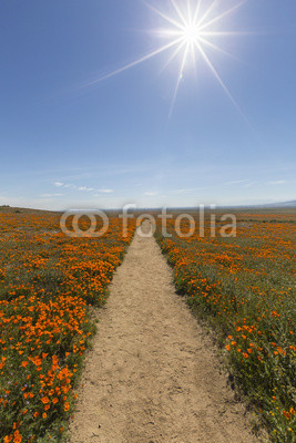 Hiking path at the Antelope Valley California Poppy Reserve State Park.
