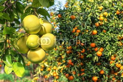 ripe pomelo and mandarines