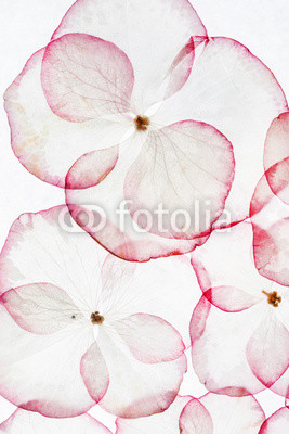 hydrangea petals isolated