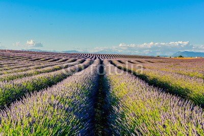 panorama of lavender of Provence in France
