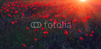 wild flower poppy at sunset