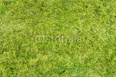 Draufsicht, gemähte grüne Wiese mit Gras und Moos