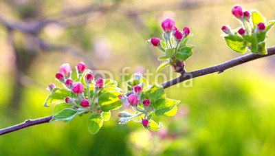 fragile , beautiful  pink blossoms of an apple tree.morning shot