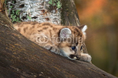 Female Cougar Kitten (Puma concolor) Curious in Tree