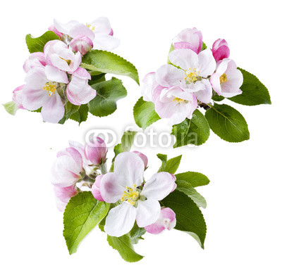 Apfelblüten