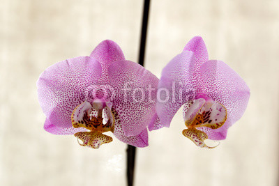 Pink dots orchid