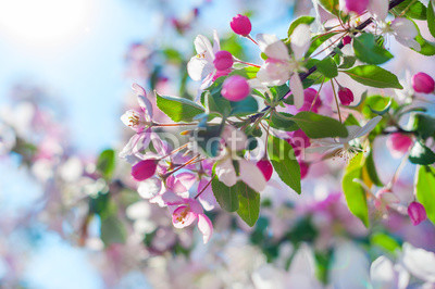 Apple blossom over nature background, beautiful spring flower