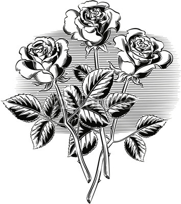 Three roses with their stems and leaves.