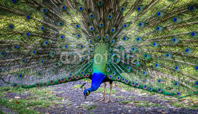 Paon bleu faisant la roue dans un parc