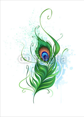 Peacock Feather