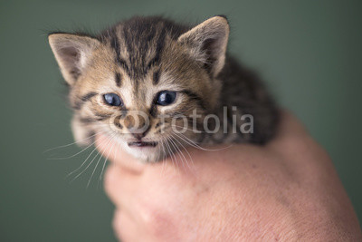 Tabby kitten in hands
