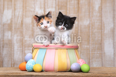 Cute Pair of Kittens Inside an Easter Basket