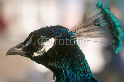 Cute peacock head with crest