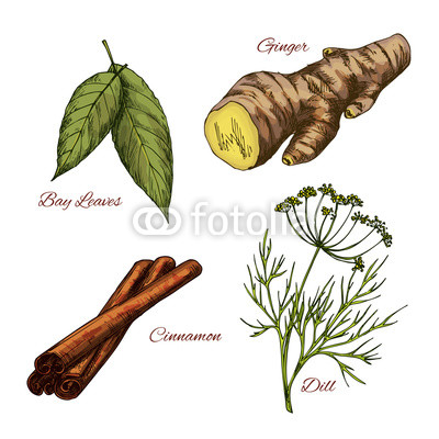 Vector sketch icons of spice and herb seasonings