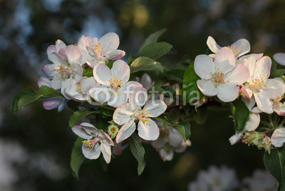 Apple flowers