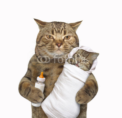 The cute cat is holding his baby in the one paw and a bottle of milk in other one. White background.