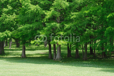 green trees forest and meadow in spring season