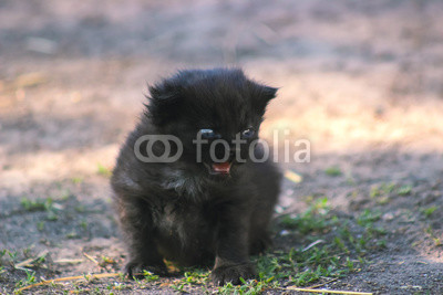 Cute kitten crying