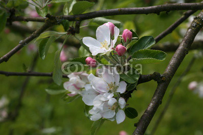 apple blossom