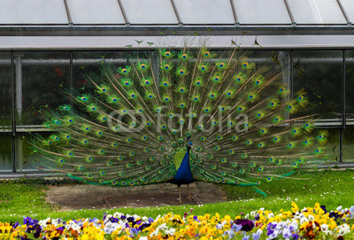 Beautiful blue peacock at Wilhelma Zoo in Stuttgart.
