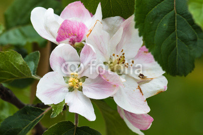 Apfelblüte