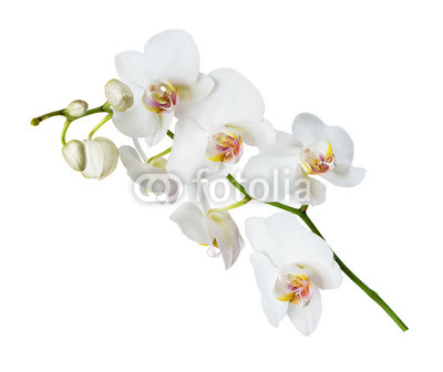 White orchid flower