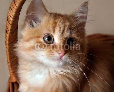 Kitten in a basket
