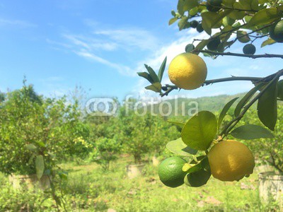 Lemom tree in the thai fruit garden background