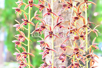 Branch of orchid flowers