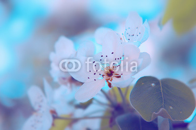 White flowers blooming. Nature background.