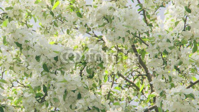 blossom apple tree with white flowers in sunny day slightly toned, prores footage
