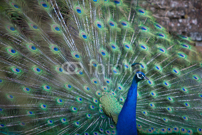 peacock