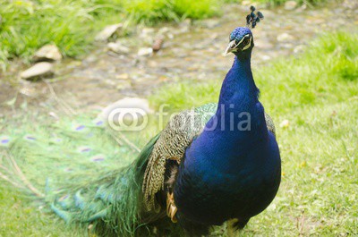 colorful peacock