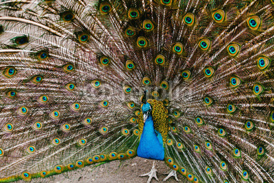 Peacock with a large tail