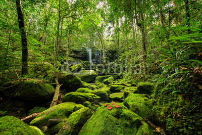 Wonderful green landscape with green moss and waterfall at the tropical rain forest, Breathtaking primitive forest and evergreen nature landscape, Beautiful green moss growing on stone in deep jungle