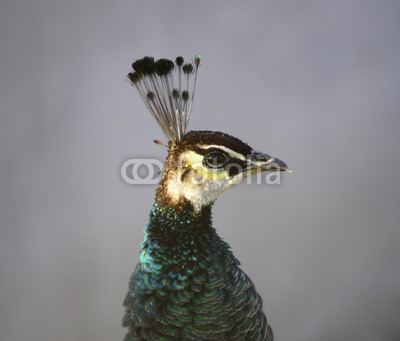 The peacock, close-up of the head
