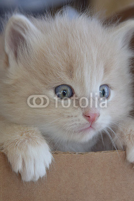 Kitten in the box