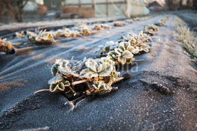 Strawberry plants frost