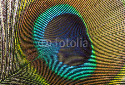 Peacock feather background