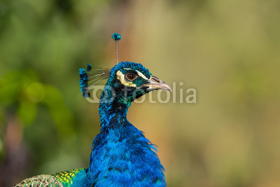 Blue male peacock  head and neck with a blurred background