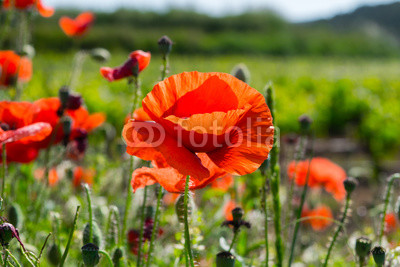 A flowering poppy field in Barcelona, Spain