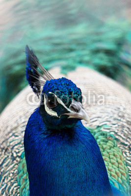 Head of blue peacock with impressive headdress.