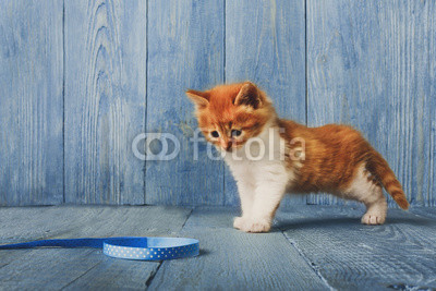 Red orange kitten at blue wood