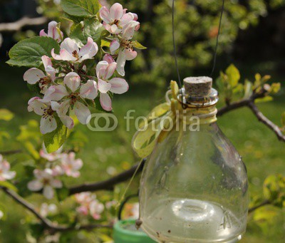 Apfelblüte
