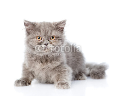 Scottish highlander cat looking at camera. isolated on white background