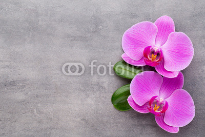 Pink orchid on the grey background.