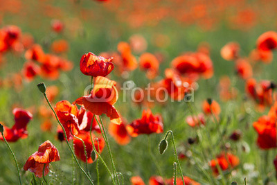 Whole poppy field 1